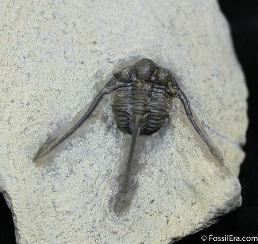 Long Spined Cyphaspis Eberhardiei Trilobite #1526